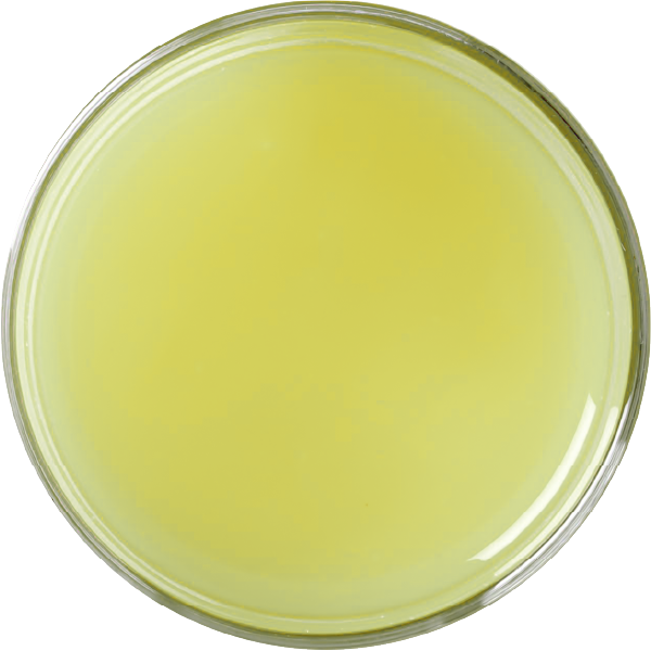 green-lime.png
