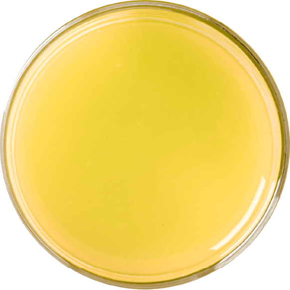 lemon.png