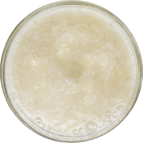 longan.png