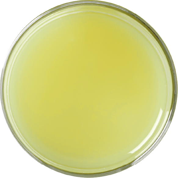 white-grape.png