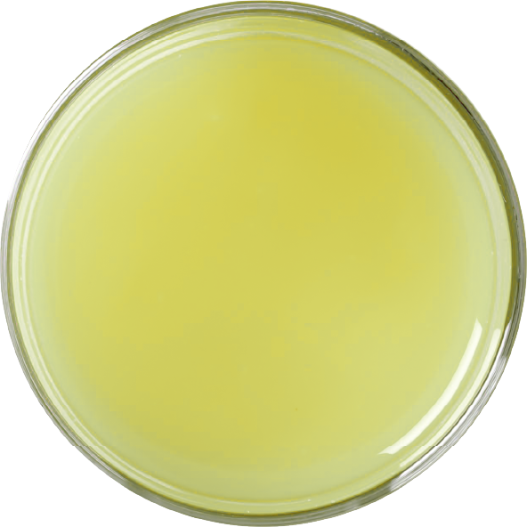 white-grapefruit.png